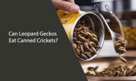 Can Leopard Geckos Eat Canned Crickets?