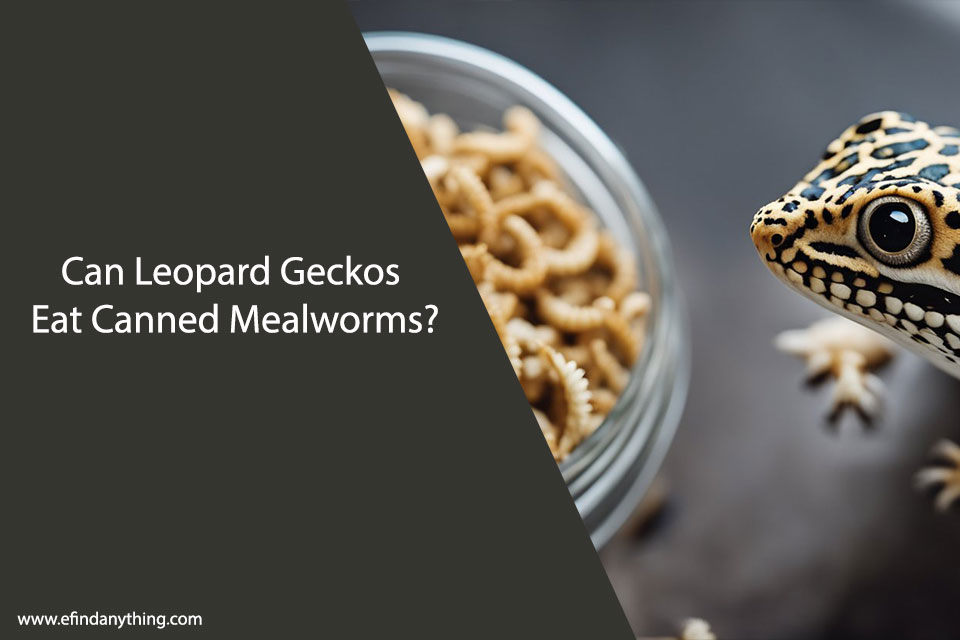 Can Leopard Geckos Eat Canned Mealworms?