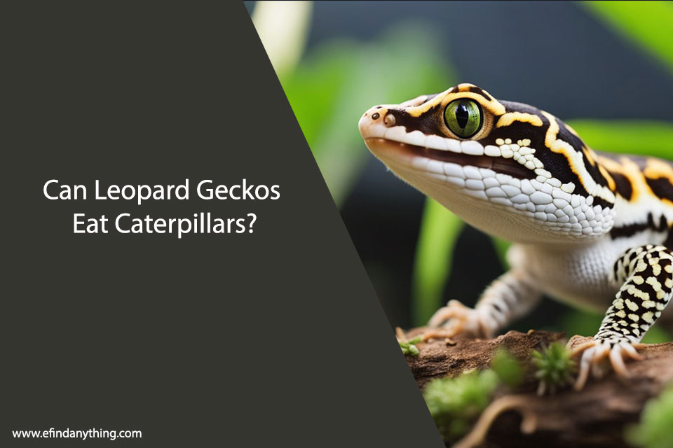 Can Leopard Geckos Eat Caterpillars? | A Comprehensive Guide