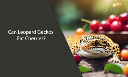 Can Leopard Geckos Eat Cherries?