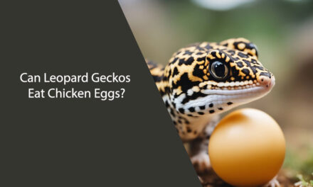 Can Leopard Geckos Eat Chicken Eggs?