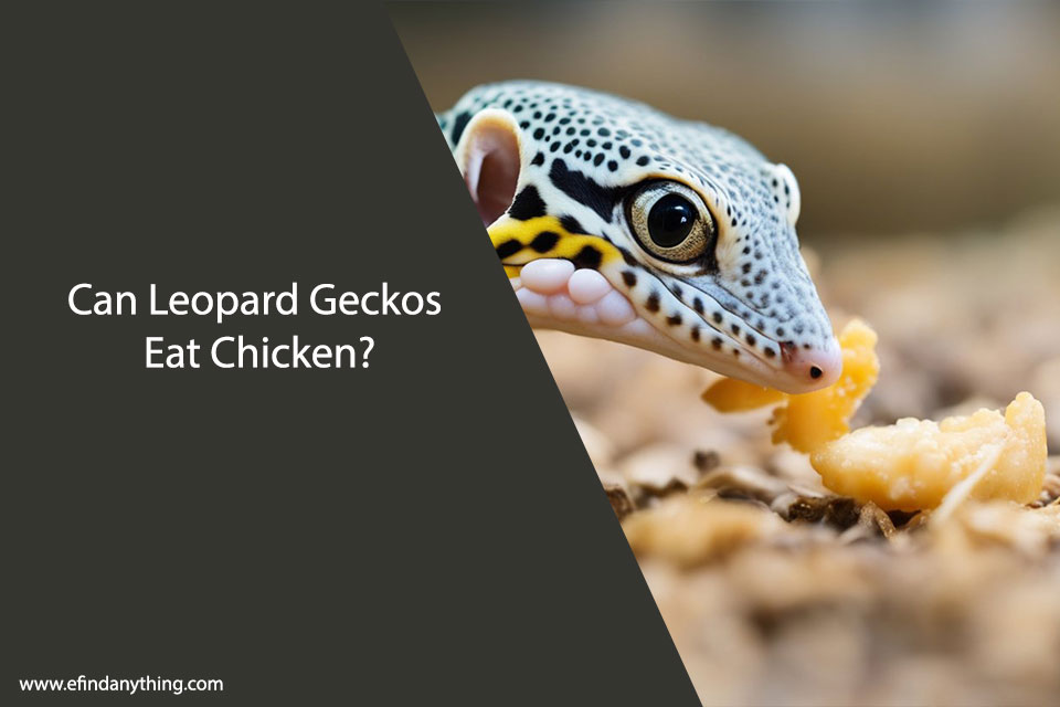 Can Leopard Geckos Eat Chicken?