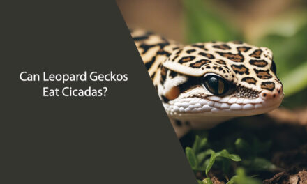 Can Leopard Geckos Eat Cicadas?