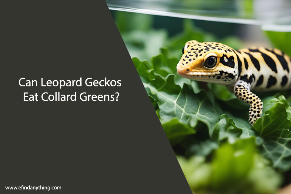 Can Leopard Geckos Eat Collard Greens?