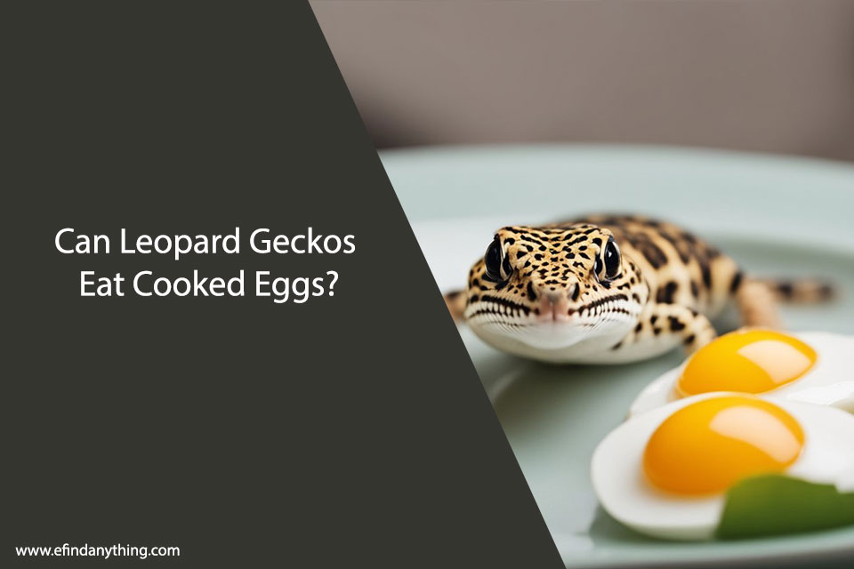 Can Leopard Geckos Eat Cooked Eggs?