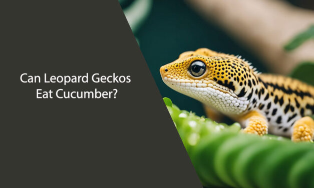 Can Leopard Geckos Eat Cucumber?