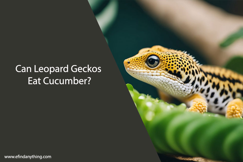 Can Leopard Geckos Eat Cucumber? | Feeding Your Pet