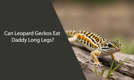 Can Leopard Geckos Eat Daddy Long Legs?