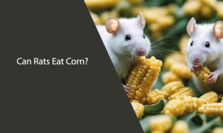 Can Rats Eat Corn? A Comprehensive Guide