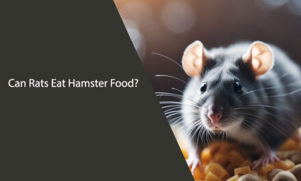 Can Rats Eat Hamster Food? What You Need to Know