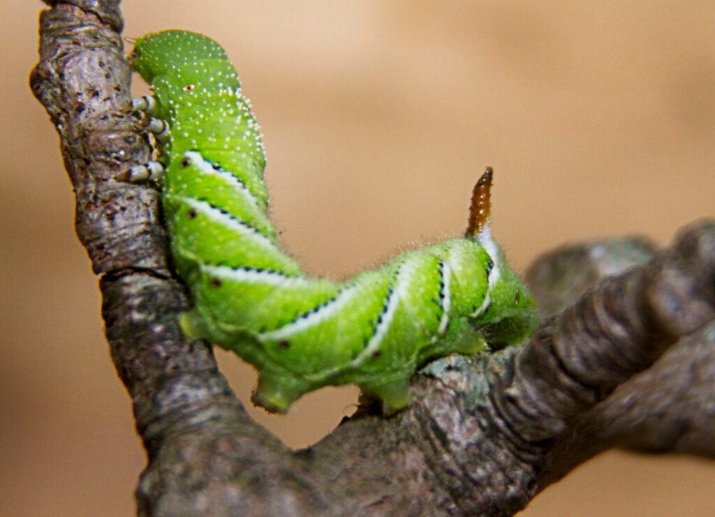 Can Leopard Geckos Eat Hornworms