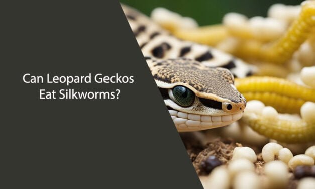 Can Leopard Geckos Eat Silkworms?