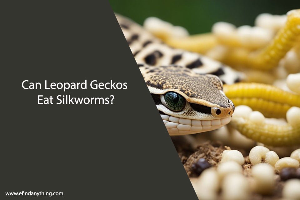 Can Leopard Geckos Eat Silkworms?