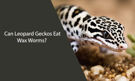 Can Leopard Geckos Eat Wax Worms?