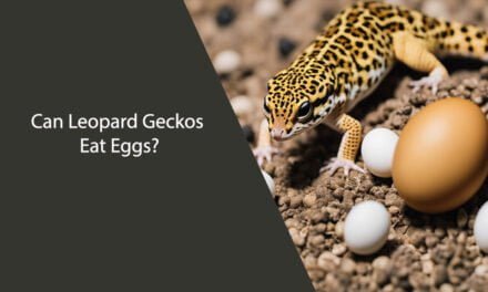 Can Leopard Geckos Eat Eggs?