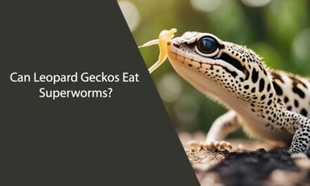 Can Leopard Geckos Eat Superworms?