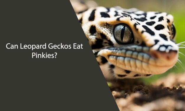 Can Leopard Geckos Eat Pinkies?