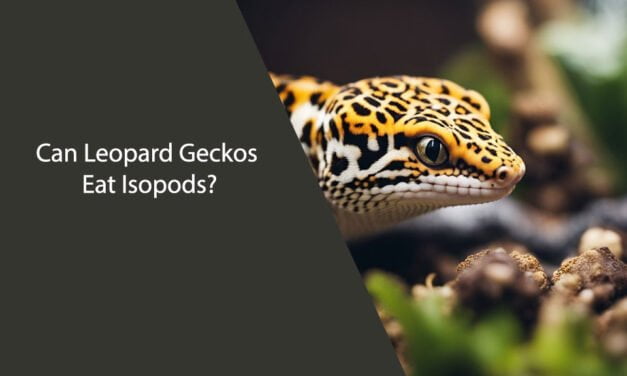 Can Leopard Geckos Eat Isopods?