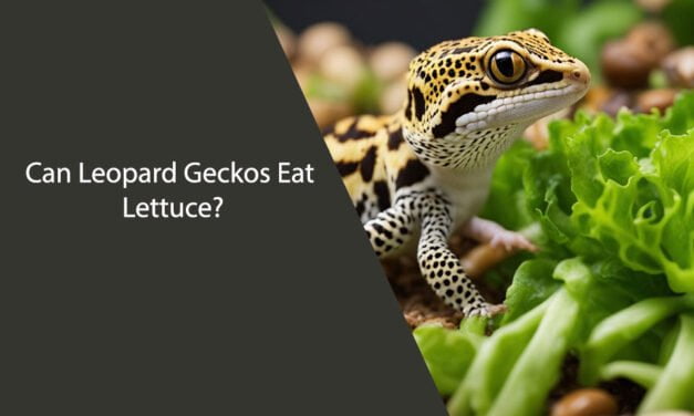 Can Leopard Geckos Eat Lettuce?