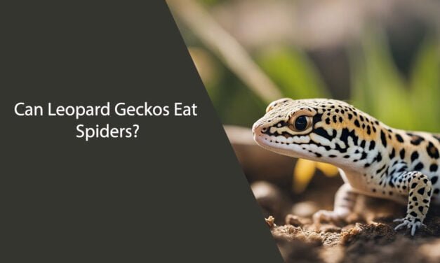 Can Leopard Geckos Eat Spiders?