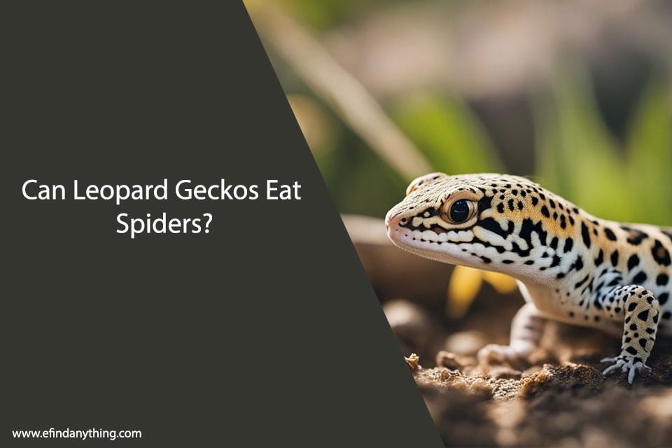 Can Leopard Geckos Eat Spiders? | A Comprehensive Guide