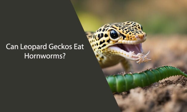 Can Leopard Geckos Eat Hornworms?