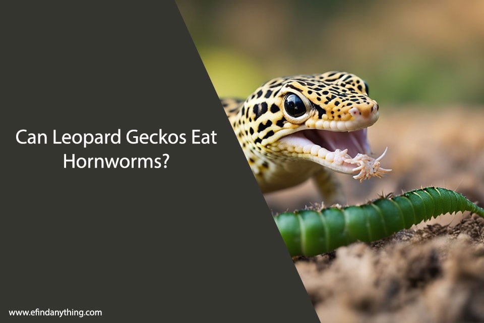 Can Leopard Geckos Eat Hornworms?