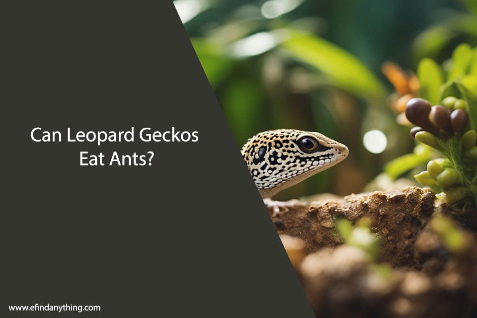 Can Leopard Geckos Eat Ants? | A Comprehensive Guide