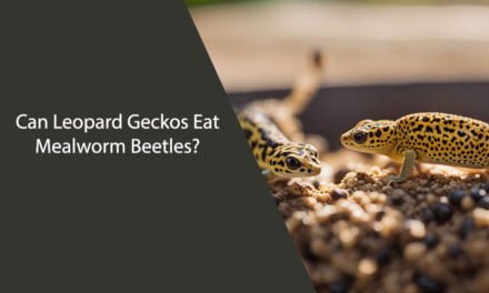 Can Leopard Geckos Eat Mealworm Beetles?