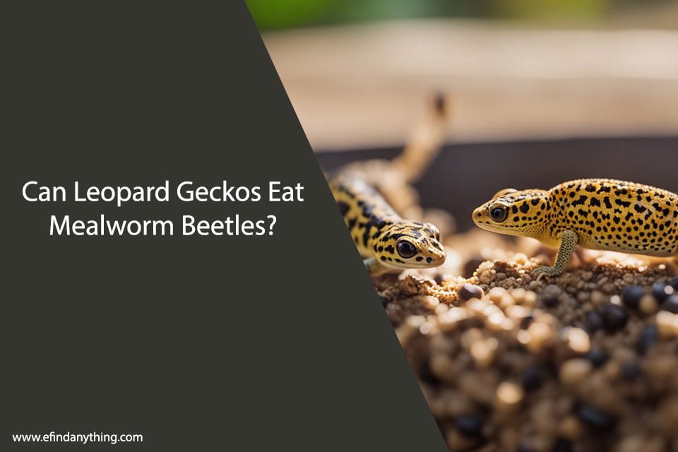 Can Leopard Geckos Eat Mealworm Beetles?