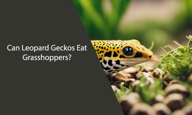 Can Leopard Geckos Eat Grasshoppers?