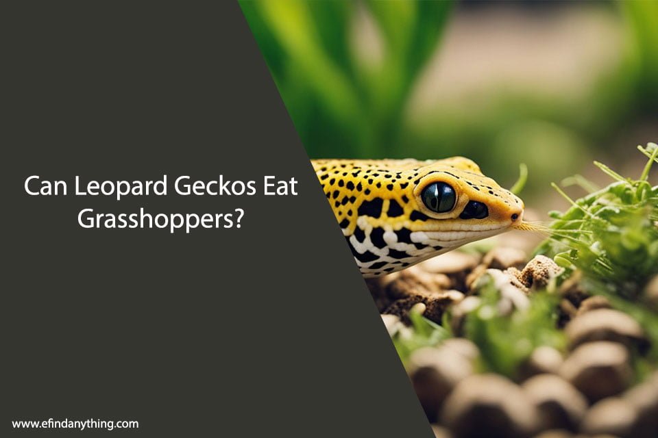 Can Leopard Geckos Eat Grasshoppers?