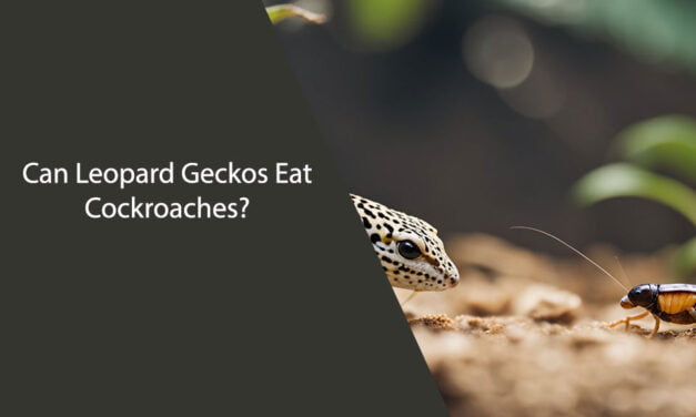 Can Leopard Geckos Eat Cockroaches?