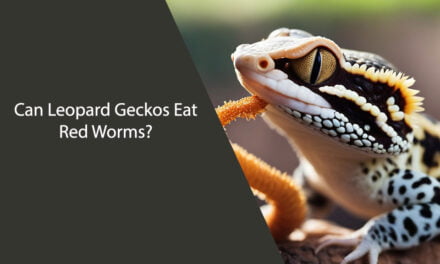 Can Leopard Geckos Eat Red Worms?