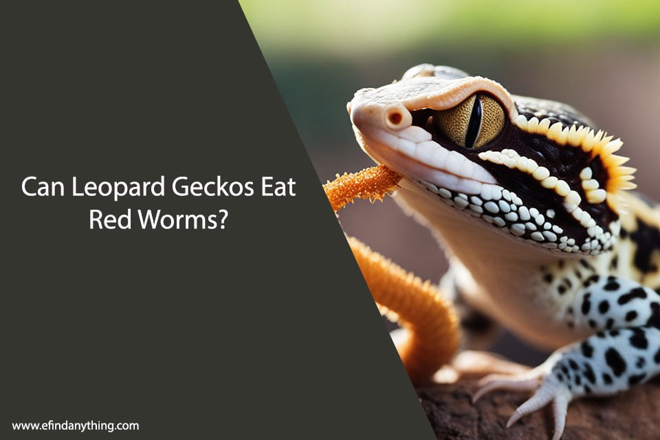 Can Leopard Geckos Eat Red Worms?