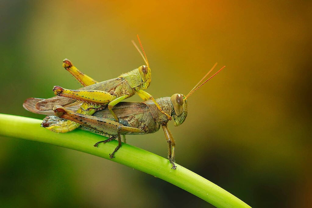 Can Leopard Geckos Eat Grasshoppers