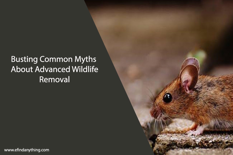 Busting Common Myths About Advanced Wildlife Removal