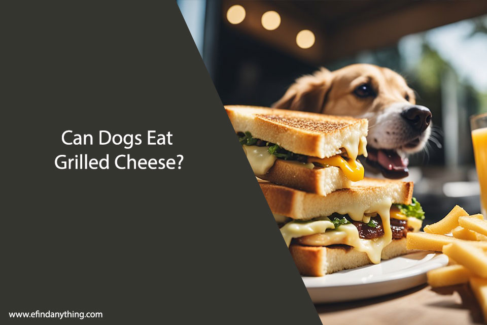 Can Dogs Eat Grilled Cheese?