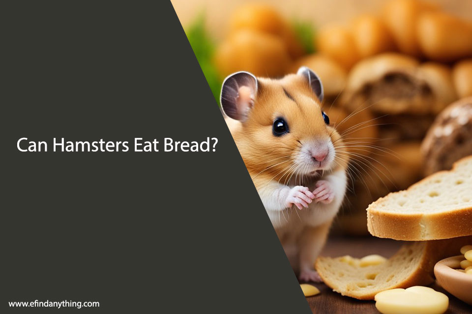 Can Hamsters Eat Bread? A Comprehensive Guide