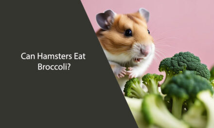 Can Hamsters Eat Broccoli? A Comprehensive Guide