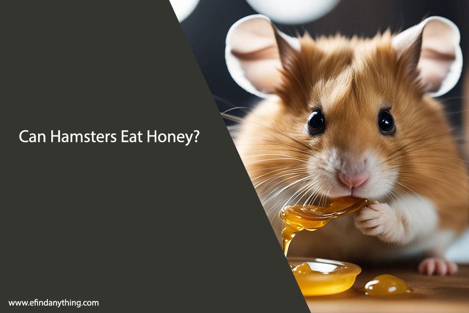 Can Hamsters Eat Honey: What You Need to Know