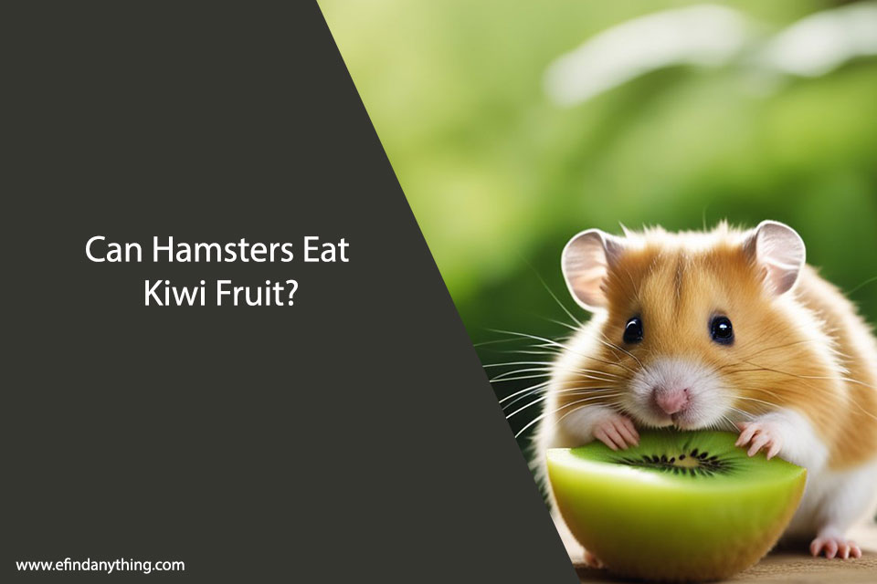 Can Hamsters Eat Kiwi Fruit? A Comprehensive Guide