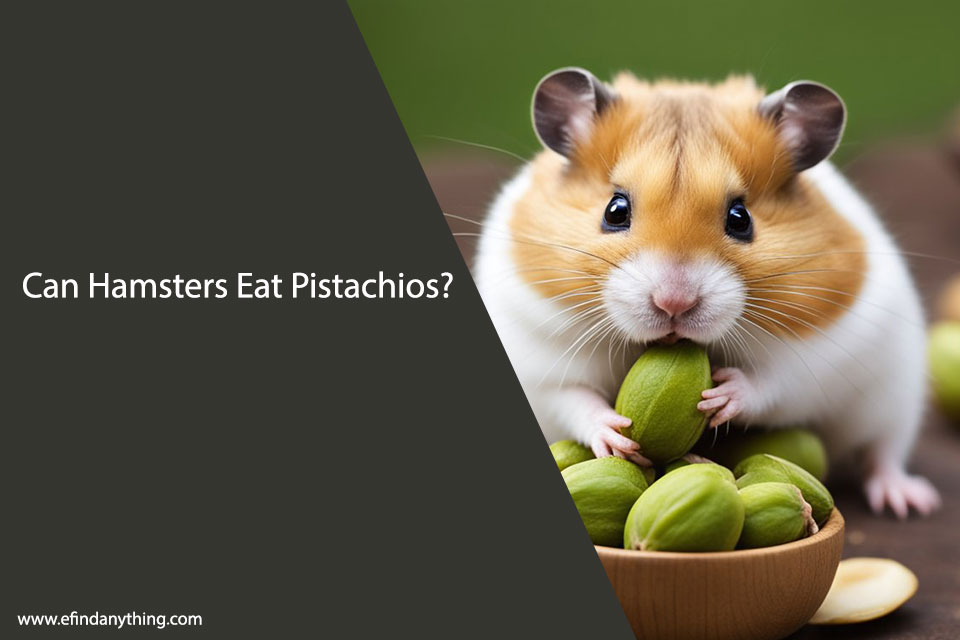 Can Hamsters Eat Pistachios? A Comprehensive Guide