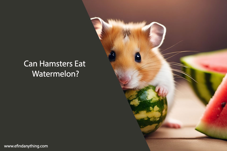 Can Hamsters Eat Watermelon? A Comprehensive Guide