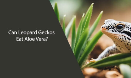 Can Leopard Geckos Eat Aloe Vera?