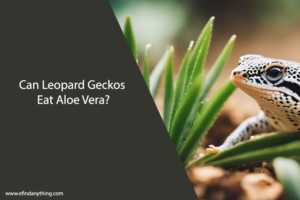 Can Leopard Geckos Eat Aloe Vera?