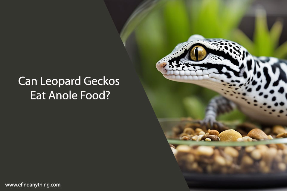 Can Leopard Geckos Eat Anole Food? A Clear Answer