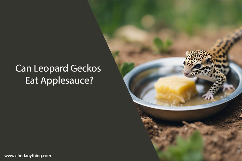 Can Leopard Geckos Eat Applesauce?