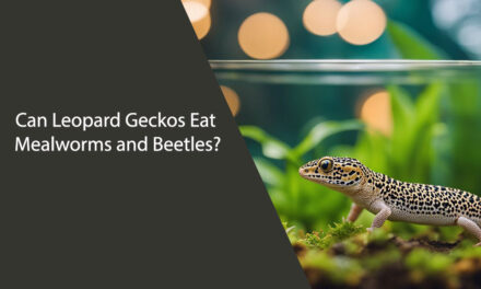 Can Leopard Geckos Eat Mealworms and Beetles?