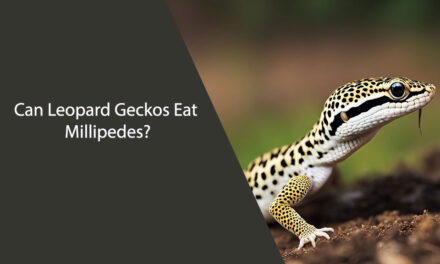 Can Leopard Geckos Eat Millipedes?